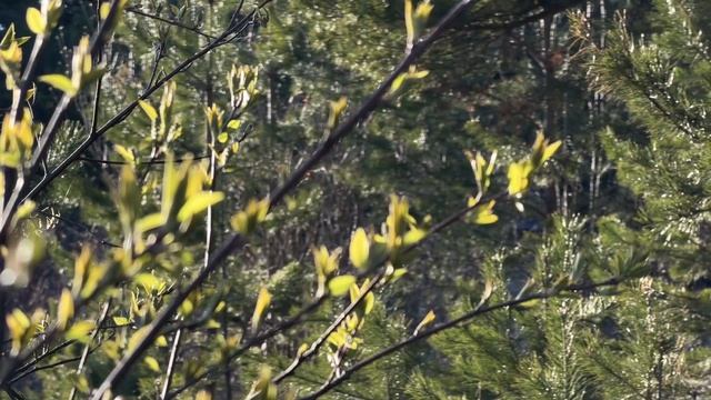 ДНЕВНИК лесного кота БАРСИКА Апрельское утро!  - 16.04.2026