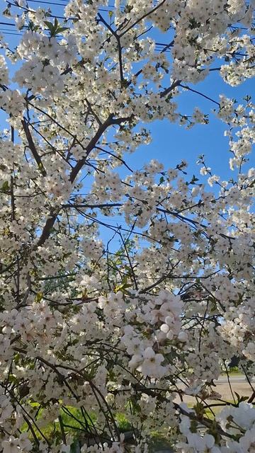 Прекрасная Весна