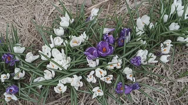 Распустились крокусы - первые цветочки. 17 апреля.mp4