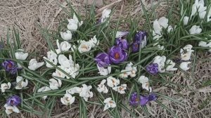 Распустились крокусы - первые цветочки. 17 апреля.mp4
