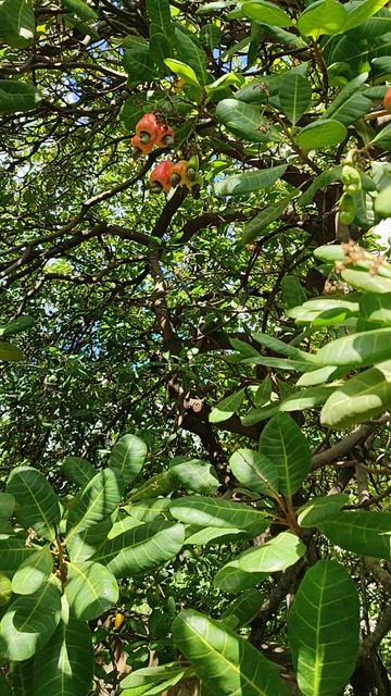 Как растет кешью. путешествия камбоджа пномпень кешью