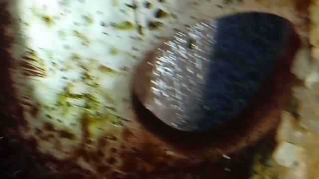 Рыбка Питер