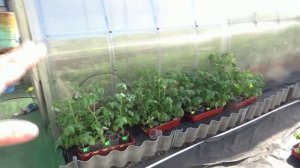 Готовимся к холодам! Обзор погоды, огорода и рассады 14 апреля 2025.