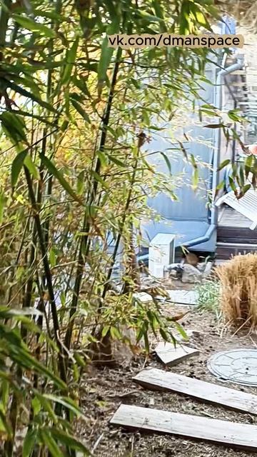 Бамбук, море, Эйфелева башня