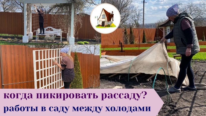 холод не даёт пикировать рассаду в балаганы. Старая Дача 16.04.2026. Архив.