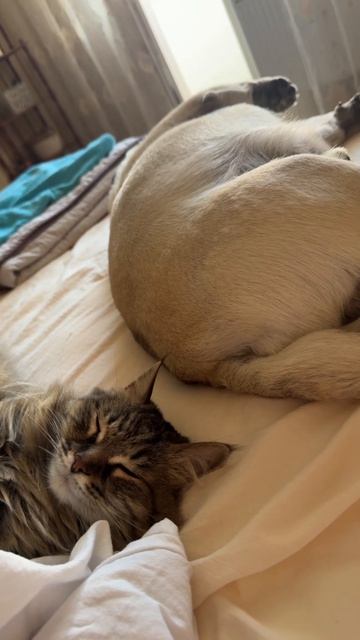 #мамаотличника #любимки