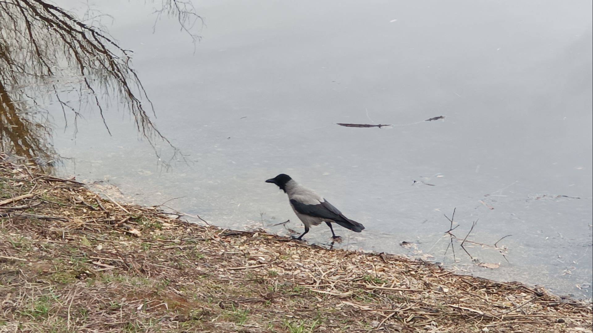 Весна в Москве. Скворцы воюют с вороной в парке Кусково апрель 2026 года.