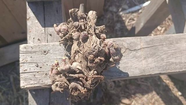 Якон. Высаживаю в первый раз