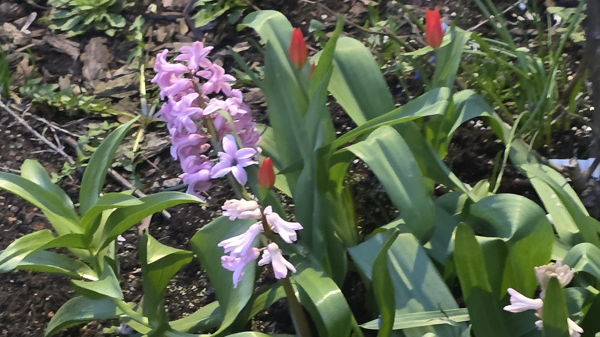 Персики и абрикосы начинают цвести в Москве