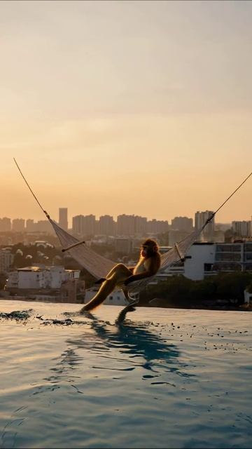 Обезьяна на гамаке у бассейна на закате очарование животные природа