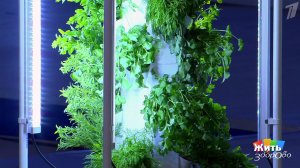 Петрушка для долголетия. Жить здорово! Фрагмент выпуска от 17.04.2026