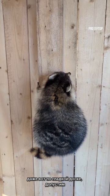 Почему еноты любят спать на высоте?