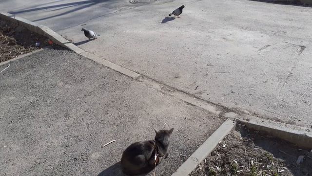 Хорошо на улице котику. смотреть онлайн