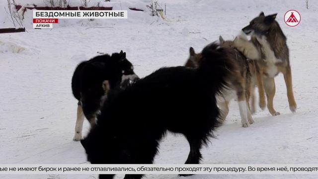 Ситуация с бездомными животными в Югре