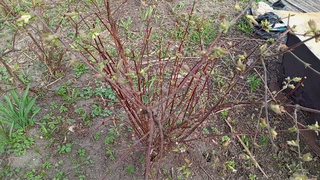 ПРОБЕЖКА ПО САДУ. ПРОДОЛЖЕНИЕ.