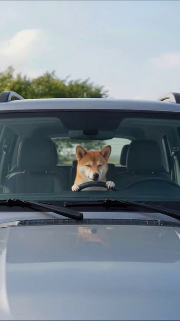 Собака-водитель: приключения на дороге! собака приключения вождение