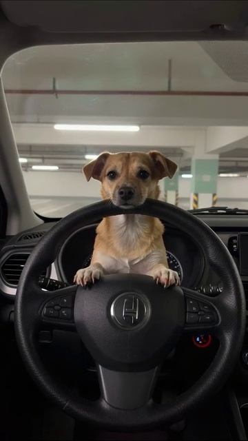 Собака за рулем: смешные моменты в машине собака приключения юмор