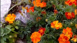 Самые популярные цветы для выращивания в цветниках