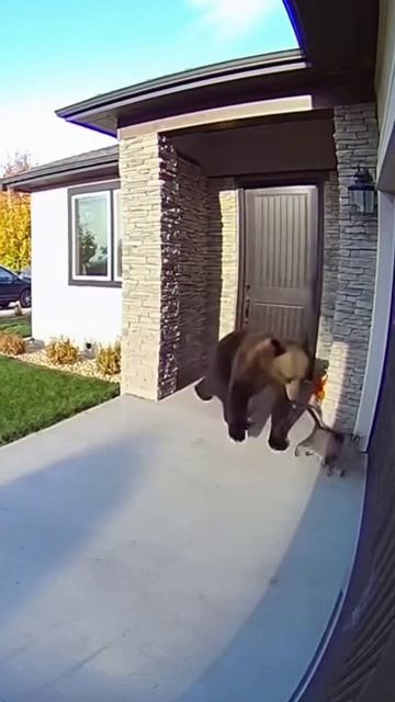 БАКСИК ПРОГНАЛ МЕДВЕДЬ нейросеть