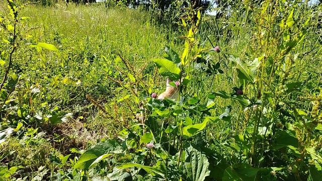 однажды я решила немножечко понаблюдать за своей кошечкой
