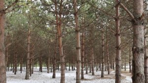 В Кузбасском парке и пр. Комсомольский(разбитая остановка)Кемерово