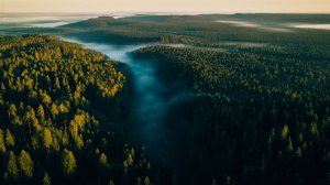 ✧ Звуки вечернего леса и ambient-музыка для учебы,работы,сна и расслабления