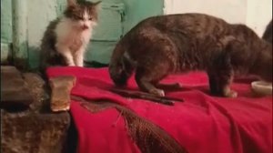 Доброго утра ❄️