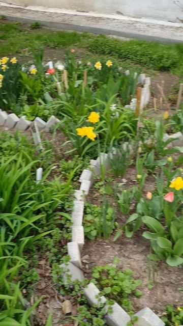 Палисадник у нашего дома