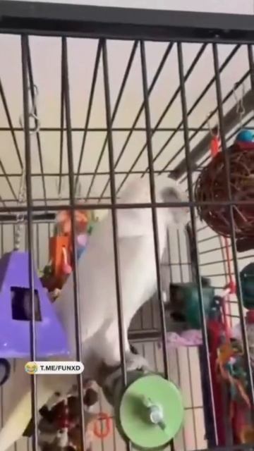 Попугай, который чувствует музыку лучше, чем мы все🤌🏻😆#18k