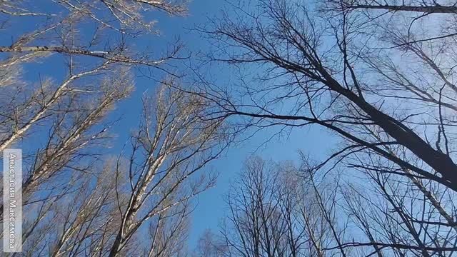 Прогулка. Лес. Река. Пение птиц. Ярославль.mp4