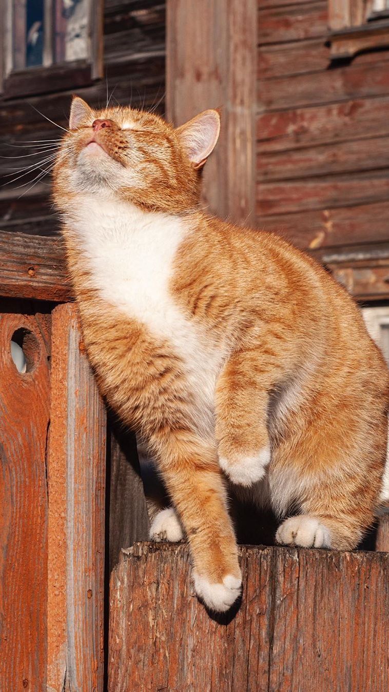 Настроение весеннее