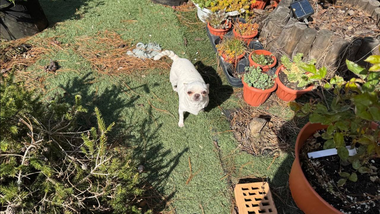 Наша небольшая утренняя прогулочка.