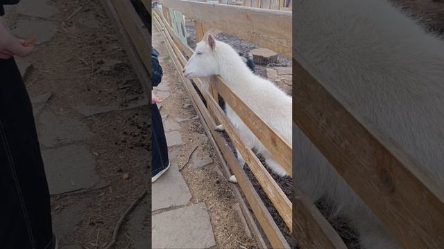 Городская ферма ВДНх.mp4