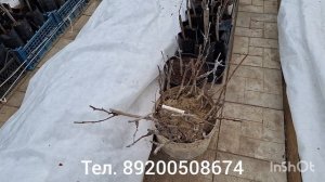 виноград в Нижегородской области апрель 2026г.