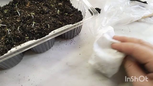 Про лаванду/ Про эшольцию/ Март