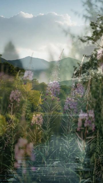 Спокойствие лесов