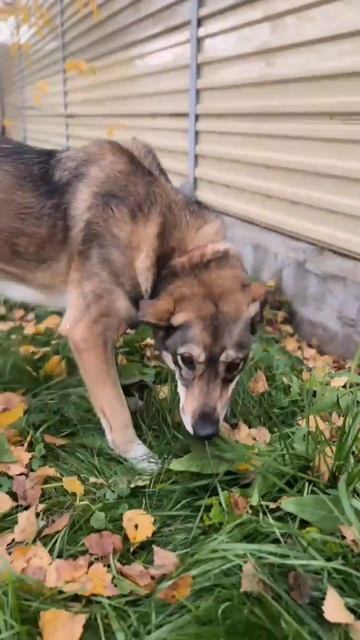 🐾Когда-то симпатичным щенком ЖАСМИН уехала домой