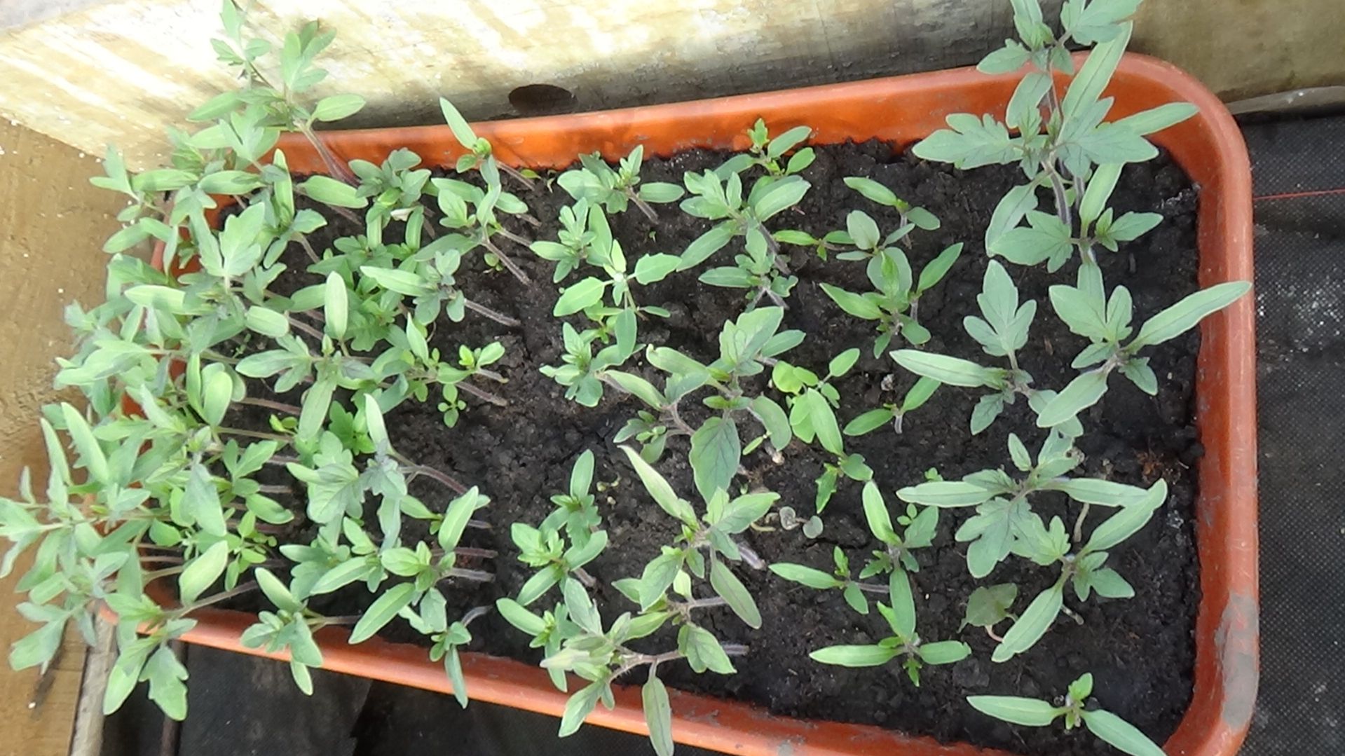 Вот эти крошечные томаты Ренет и Малиновая Ляна будут расти на ЛЕНИВОЙ ГРЯДКЕ без ухода. 16.04.2026.