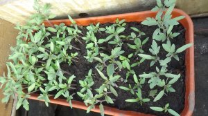 Вот эти крошечные томаты Ренет и Малиновая Ляна будут расти на ЛЕНИВОЙ ГРЯДКЕ без ухода. 16.04.2026.