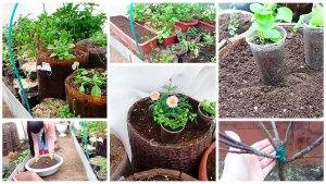 17 апреля. Продолжаю посадку цветов на грядущий сезон.Создаю композиции.Штамб,кстати,удалось спасти.