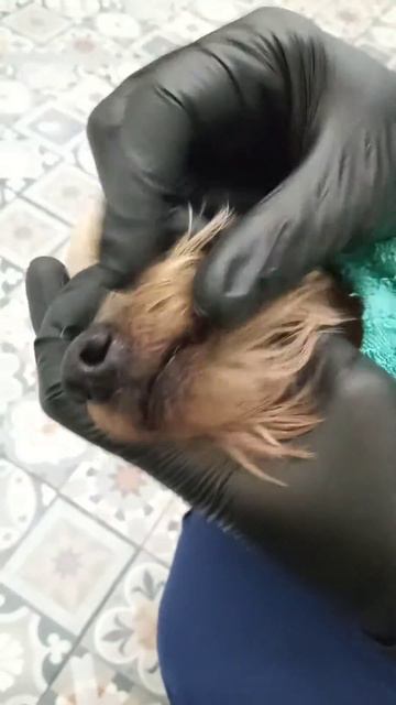 Запущенное состояние зубов, йорку 12 лет