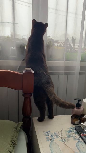 Птички дразнят