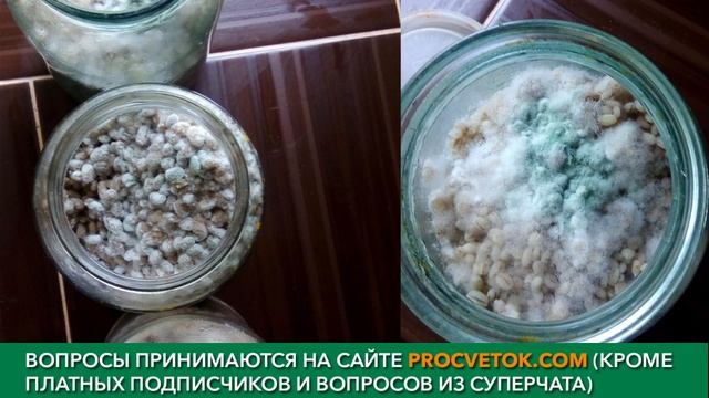 ОЧЕНЬ ПОЛЕЗНЫЙ ВЕБИНАР по болезням томатов. Вопросы и ответы эксперта!