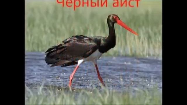 Листая страницы Красной книги познавательная  видео программа для детей