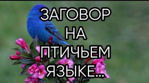 ЗАГОВОР НА ПТИЧЬЕМ ЯЗЫКЕ…ДЛЯ ВСЕХ…