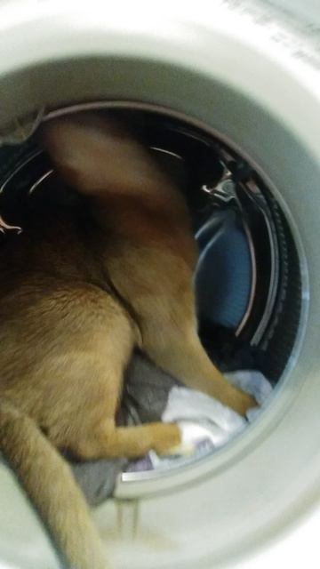 кот космонавт