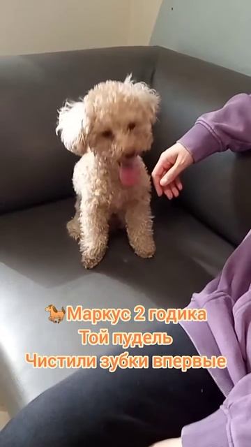 Маркус 2 годика, Той пудель, Чистили зубки впервые, очень активный.