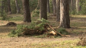 В солотчинском лесу наводят порядок после зимы