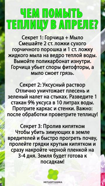 Чем помыть теплицу в апреле, чтобы не было грибков и вредителей