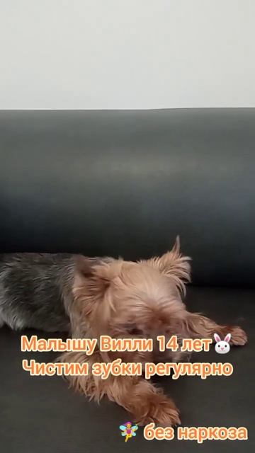 Йорк Вилли 14 лет, чистим зубки много раз